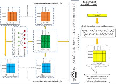 Novel Collaborative Weighted Non-negative Matrix Factorization Improves Prediction of Disease-Associated Human Microbes